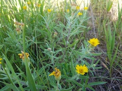 Heterotheca camporum camporum