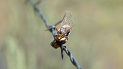 Megatibicen tremulus