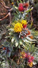 Leucospermum parile