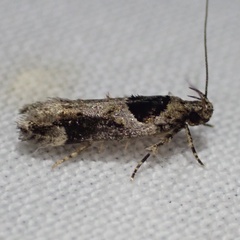 Pseudochelaria walsinghami