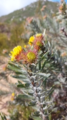 Leucospermum parile