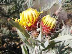 Leucospermum parile