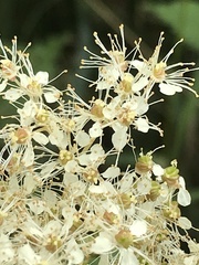 Filipendula ulmaria