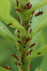 Uroleucon nigrotuberculatum