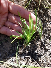 Phemeranthus rugospermus