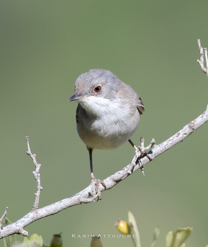 Sardinian Warbler (Curruca melanocephala), photo 8