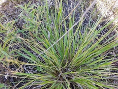 Dichanthelium depauperatum