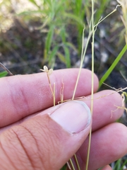 Dichanthelium depauperatum