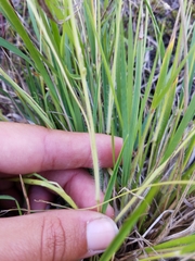 Dichanthelium depauperatum