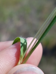 Dichanthelium depauperatum