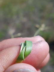 Dichanthelium depauperatum