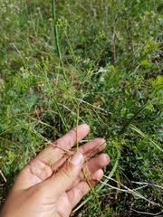 Spermolepis inermis
