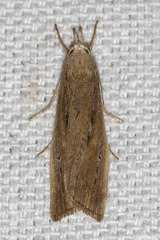 Thopeutis forbesellus