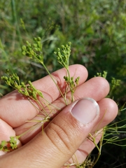 Spermolepis inermis