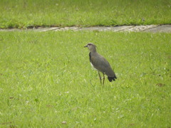 Vanellus chilensis