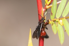 Dasymutilla nigripes