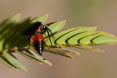 Dasymutilla nigripes