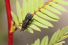 Dasymutilla nigripes