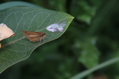 Poanes viator
