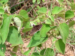 Erynnis tristis tatius