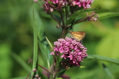 Poanes viator