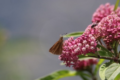 Poanes viator