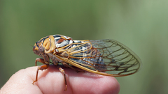 Megatibicen tremulus