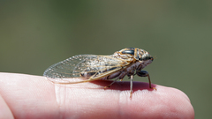 Diceroprocta eugraphica