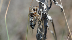 Diceroprocta eugraphica