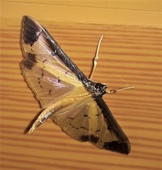 Eulepte concordalis