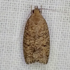 Psilocorsis quercicella