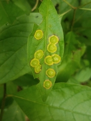 Parallelodiplosis subtruncata
