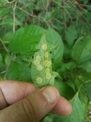 Parallelodiplosis subtruncata