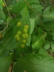 Parallelodiplosis subtruncata