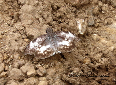 Chiomara georgina georgina