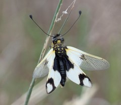 Libelloides macaronius