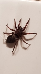 Gnaphosidae