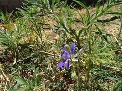 Delphinium consolida