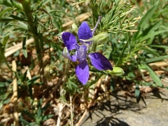 Delphinium consolida