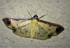 Eulepte concordalis