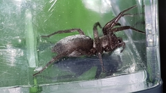 Gnaphosidae