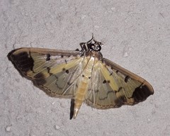 Eulepte concordalis