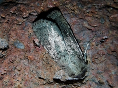 Epipsilia grisescens