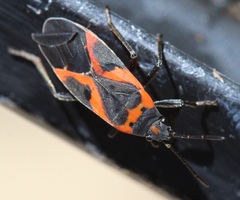Lygaeus kalmii angustomarginatus