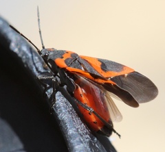 Lygaeus kalmii angustomarginatus