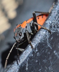 Lygaeus kalmii angustomarginatus
