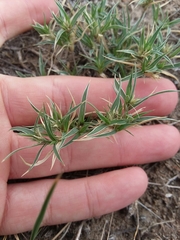 Munroa squarrosa