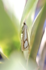 Catoptria permutatellus