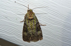 Anaplectoides prasina