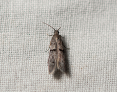 Wockia asperipunctella